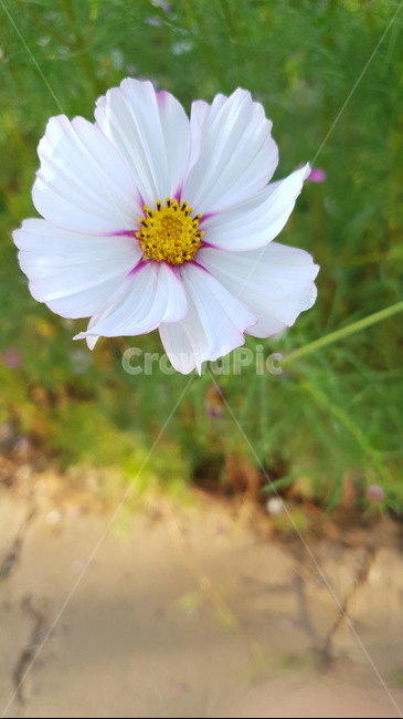 식물,plant,코스모스,가을,flower,꽃,한송이