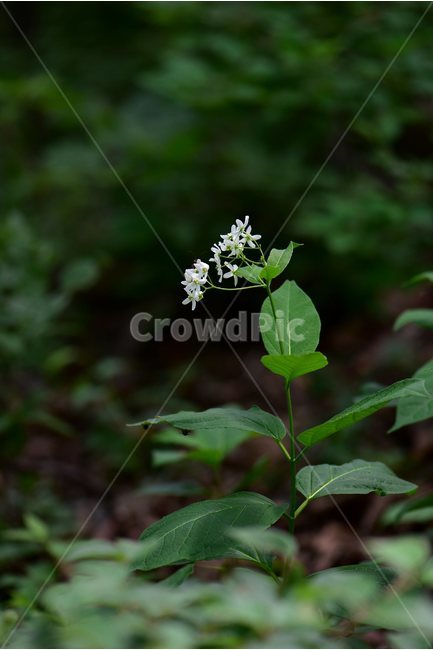 민백미꽃,야생화,꽃,식물,자연,생태,플라워,flower,plants,nature,식물,자연,plants,nature,꽃,flower