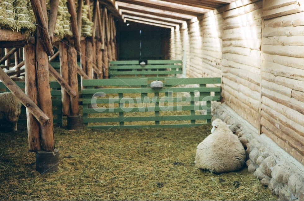 양,양떼목장,대관령양떼목장,목장,농장,동물,동물,animal,포유류,mammal,산업,industry,industrial,목축업,목장,livestock farming,ranching,pasture