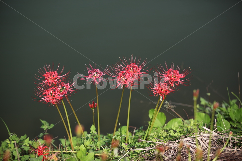 꽃무릇,상사화,식물,꽃,flower,plant,꽃대,꽃말