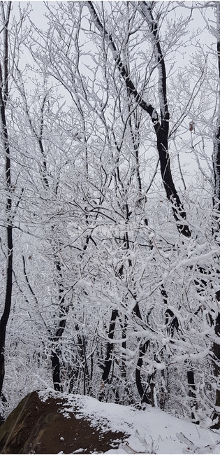 눈,눈꽃,눈덮인산,풍경,나무,산성,겨울,계절,winter,season,자연,풍경,nature,landscape,outdoors,옥외,snow,frost,서리