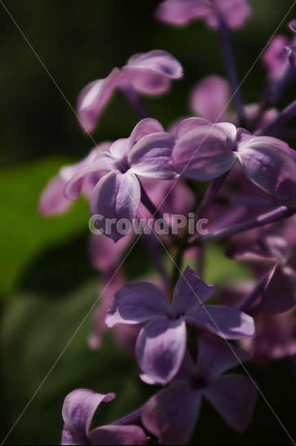 라일락,꽃,flower,계절,봄,spring,식물,plant,자연,nature,식물,자연,plants,nature,꽃,flower