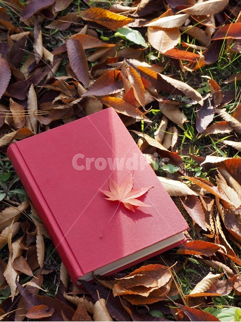 책,낙엽,단풍,잎,배경,도서,가을,빨간,자연,빨강색책,독서,book,deciduous,maple,leaf,background,books,autumn,red,nature,redbook,reading,가을,계절,fall,autumn,season,plant,식물
