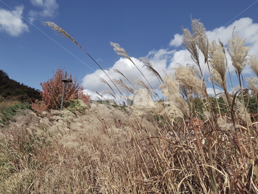 잔디,lawn,grass,식물,plant,reed,산,야외,갈대,공원,숲