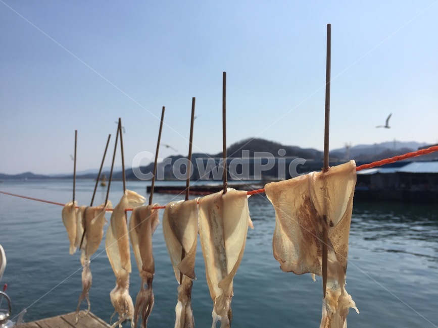 오징어,항구,삼척,바다,배,말리다,건조,어업,fishery,fishing industry
