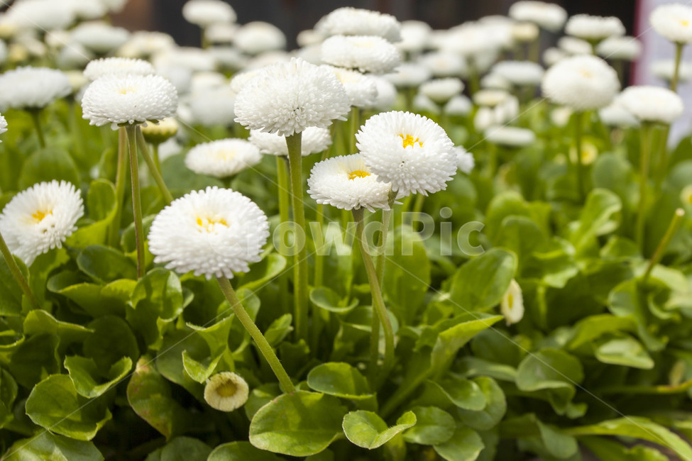 국화꽃,국화,chrysanthemums,들꽃,꽃,흰색,순백의,식물,자연,야생화,초록의,싱그러운,아름다운,생태,식물,자연,plants,nature,꽃,flower