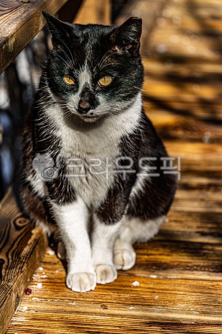 cat,stray cat,meow,meow,animal,cat,animal,alleycat,straycat