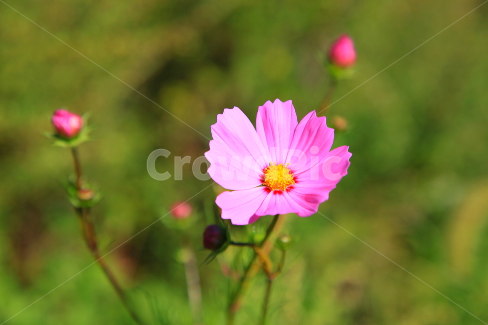 가을,코스모스,꽃,가을꽃,배경,가을,계절,fall,autumn,season,식물,자연,plants,nature,꽃,flower,plant