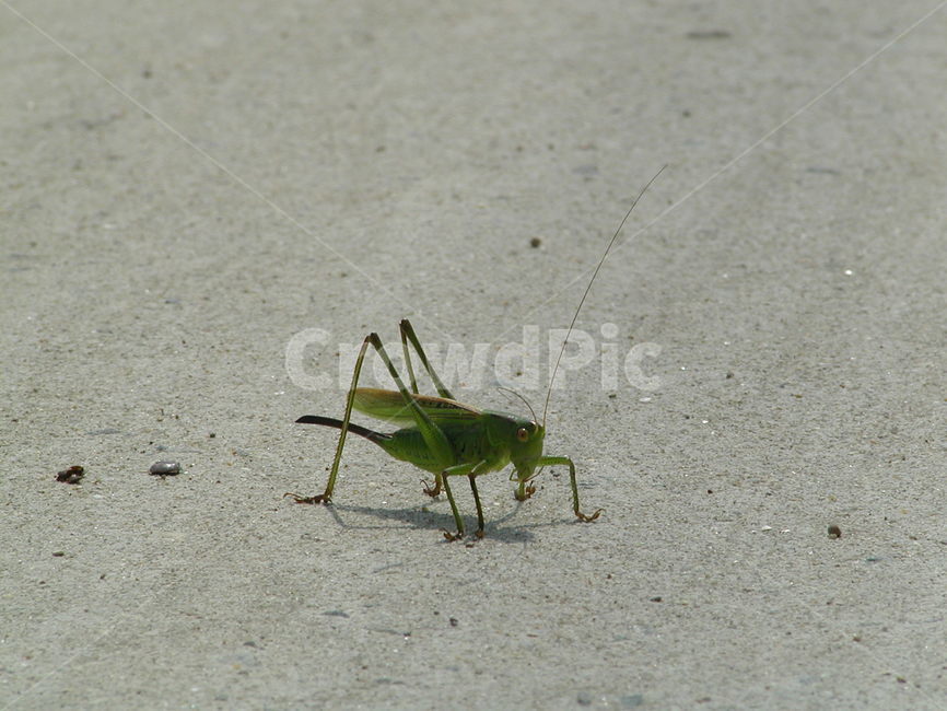여치,메뚜기,곤충,벌래,locusts,insectlife,bulrae