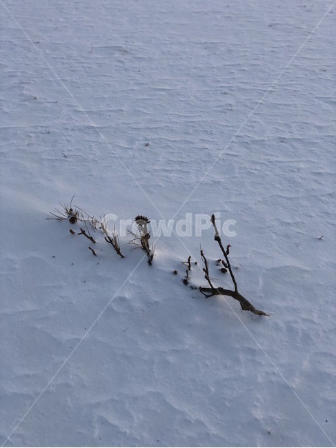 눈,아침,나뭇가지,화이트,하얀색,겨울,계절,winter,season,자연,풍경,nature,landscape,outdoors,옥외
