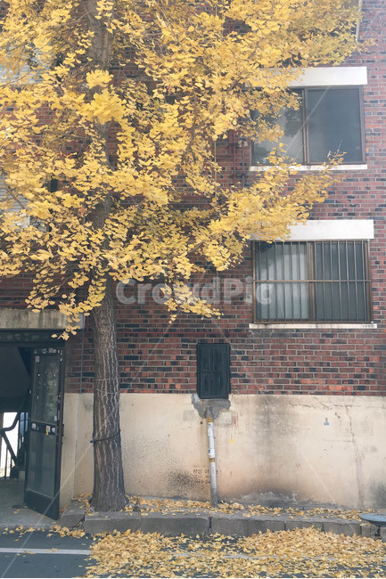 brick,벽돌,낙엽,가을,단풍,가을,계절,fall,autumn,season,식물,자연,plants,nature,나무,trees,wood