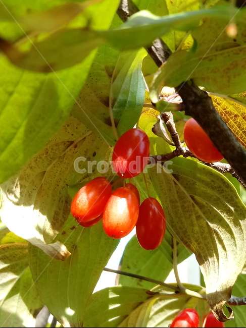 꽃,식물,plant,tree,붉은열매,열매,fruit,산수유,과일,열매,fruit