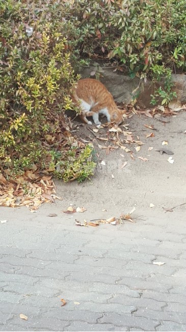 길고양이,고양이,갈색고양이,cat,공원고양이,공원,동물,animal,포유류,mammal,고양이,cat,kitten,kitty