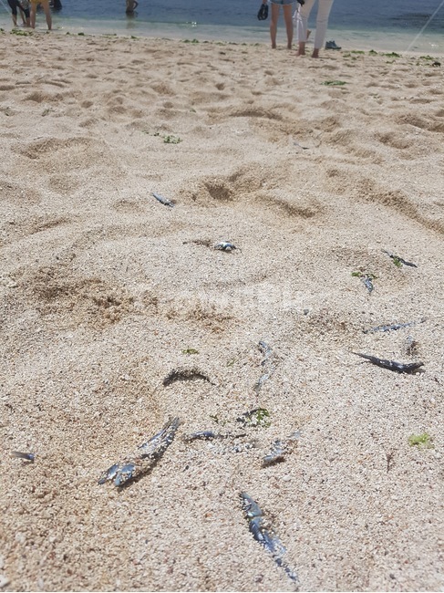 바닷가,모래,물고기,물고기떼,죽음,해변,바다,beach,sea