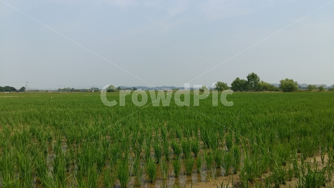 논,모내기,들판,벼,논풍경,산업,industry,industrial,농업,농사,agriculture,farming,farming industry