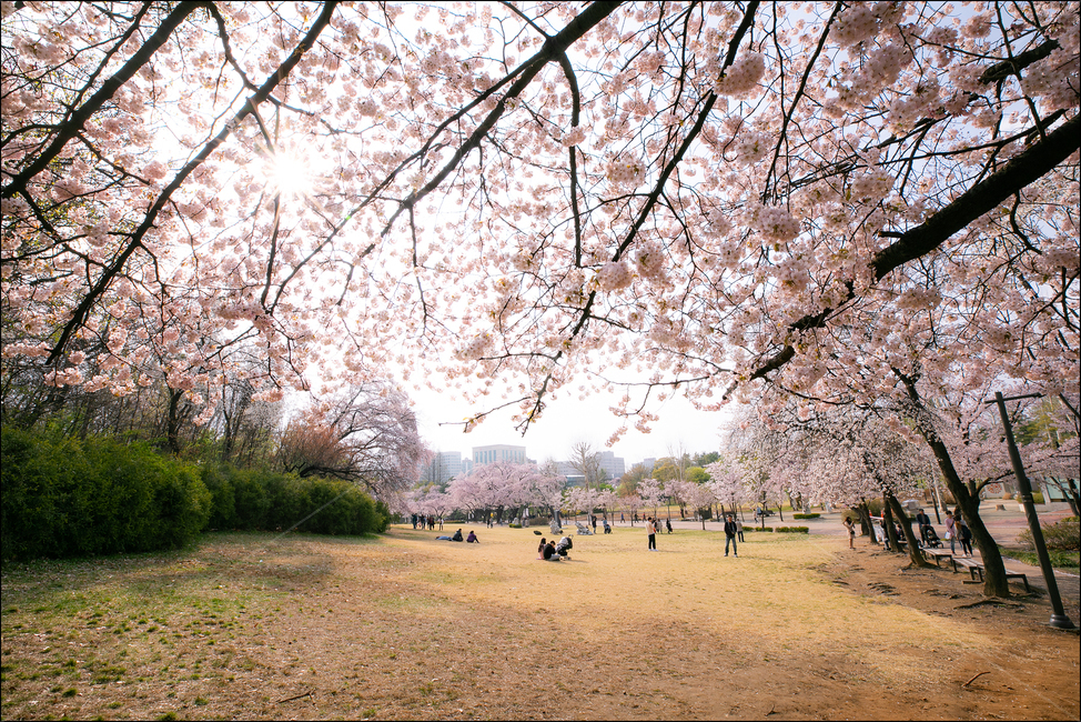어린이대공원벚꽃,벚꽃,늘어진벚꽃,어린이대공원,벚꽃대공원,봄,계절,spring,season,plant,식물,flower,꽃,blossom