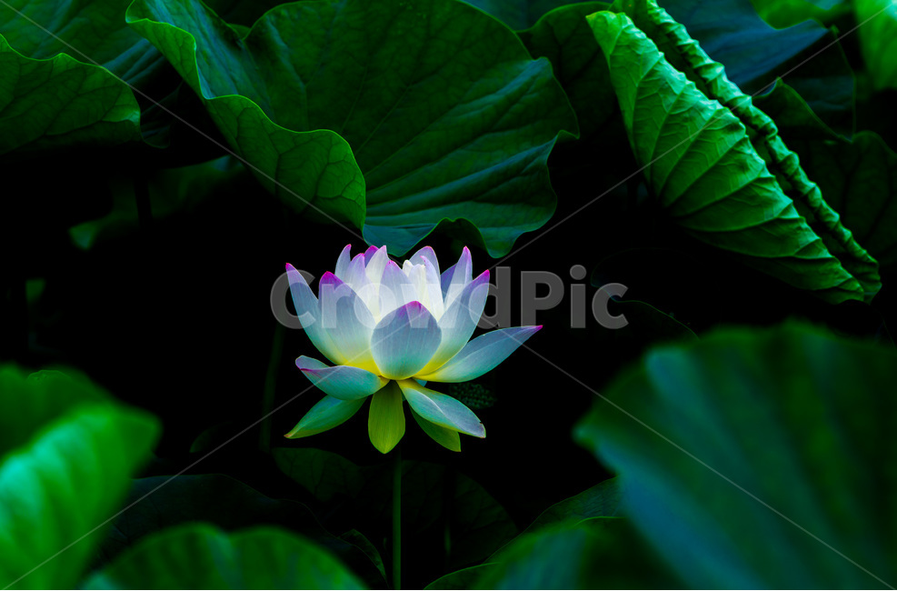 연꽃,연잎,문양,무늬,습지,식물,자연,plants,nature,꽃,flower