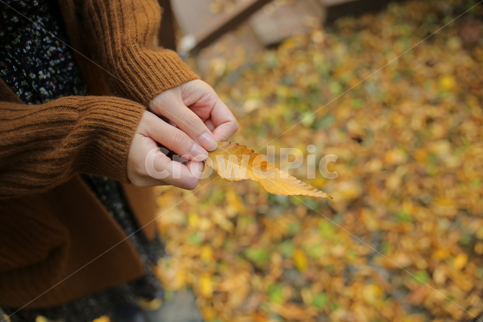 손,낙엽,가을,hand,plant,식물,잎,fall,낙엽줍기,인물,신체일부,human,신체,연출,몸,여성,색깔,색체,색상,색감,손가락,아련함,nature,body,woman,female,colorsense,두손,가을,계절,fall,autumn,season