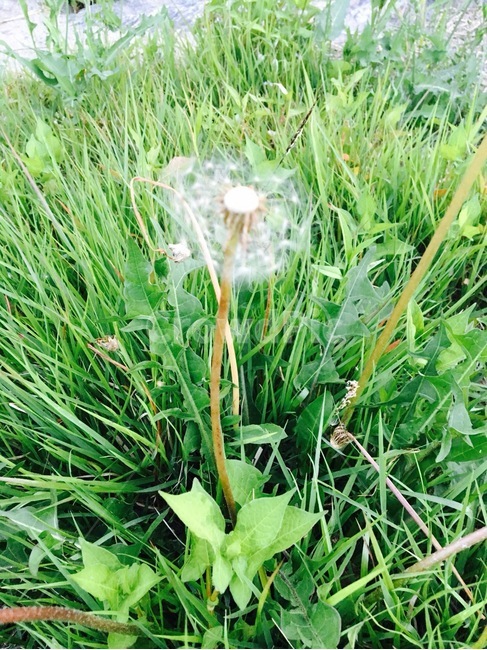 민들레,자연,꽃,flower,식물,식물,자연,plants,nature