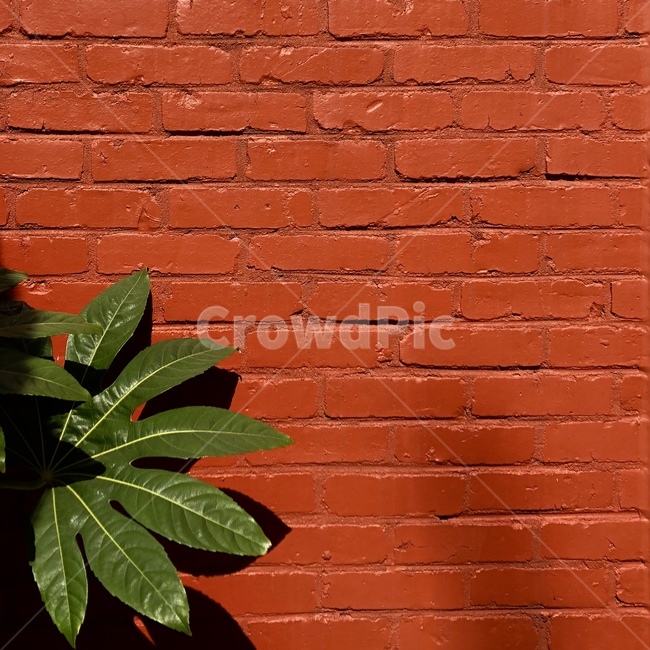 벽돌,나무,빨강,빨간색,벽,식물,자연,plants,nature