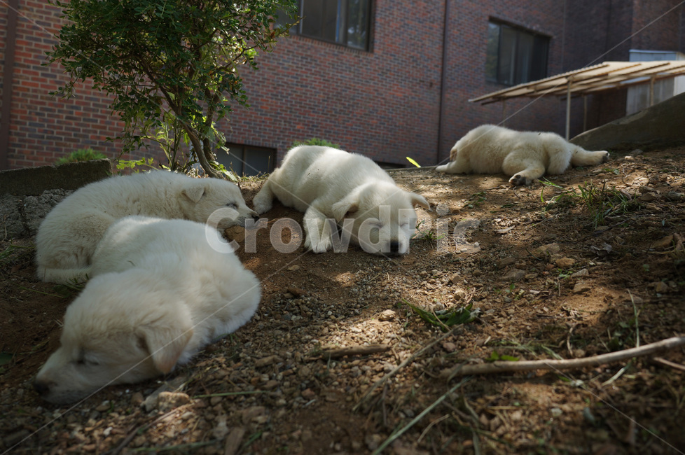 개,강아지,낮잠,dog,puppy,nap,졸음,개졸림,졸려움,동물,animal,포유류,mammal,개,강아지,dog,doggy