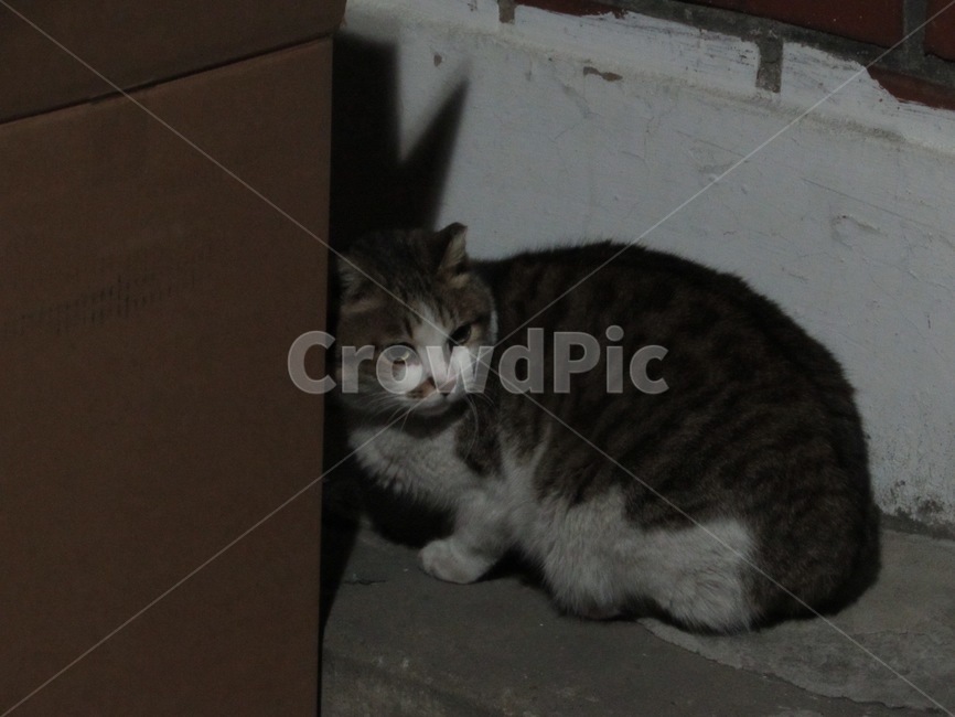 고양이,길고양이,떠돌이고양이,추운고양이,삼색고양이,귀여운고양이,동물,배경화면,배경,감성,동물,animal,포유류,mammal,고양이,cat,kitten,kitty