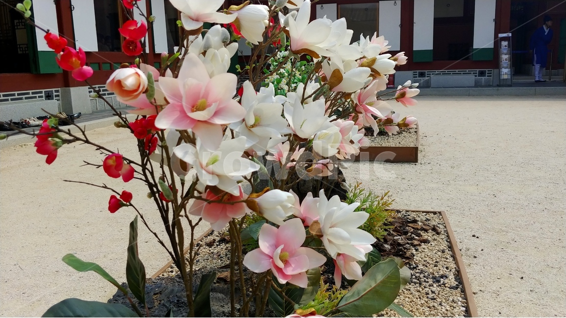 흙,꽃,알록달록,건물,꽃잎,풍경,flower,building,scenery,earth,floral,식물,자연,plants,nature,꽃,flower