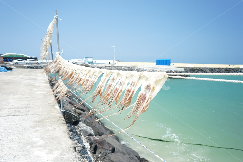 제주도,바다,오징어,물,바람,시원함,건조,햇살