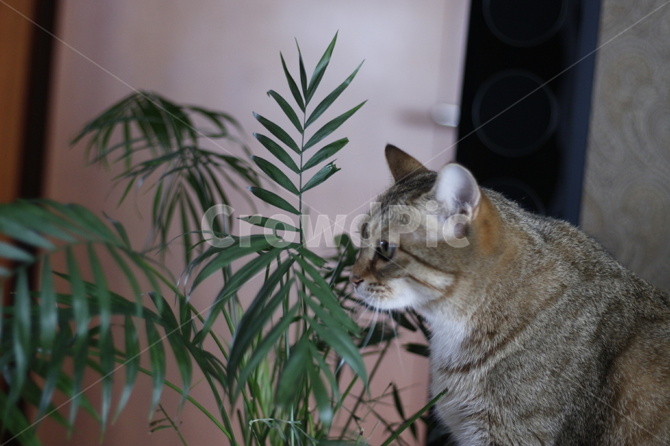 고양이,반려동물,반려묘,동물,길고양이,집사,애완동물,cat,pet,kitten,animal,동물,animal,고양이,cat,kitten,kitty