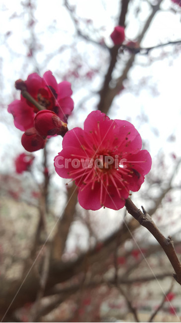 꽃,flower,근접,생화,야생화