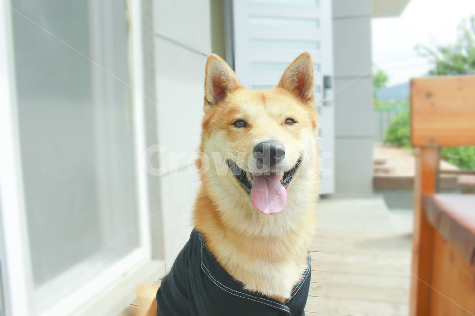 진돗개,동물,가족,반려견,황구,강아지,미소,동물,animal,포유류,mammal,개,강아지,dog,doggy