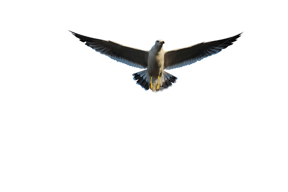 갈매기,새,조류,날개,바다,누끼,바닷가,자연,하늘,부리,seagull,bird,풍경,naturelandscape,sea,동물,animal,birds,감성sensible,feeling,outdoors,옥외,transportation,동물,animal,조류,새,birds,누끼,remove background
