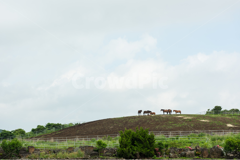 제주도,동산,언덕,말,자연,하늘,푸른,차분한,조용한,시골,구름,자연,풍경,nature,landscape,한국자연풍경,한국자연경관,korea nature landscape,제주도,jeju,jeju island,동물,animal,포유류,mammal,산업,industry,industrial,목축업,목장,livestock farming,ranching,pasture,outdoors,옥외,grassland,목초지,field,들