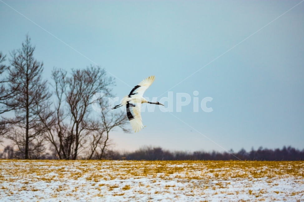 두루미,조류,새,겨울,풍경,겨울,계절,winter,season,동물,animal,조류,새,birds