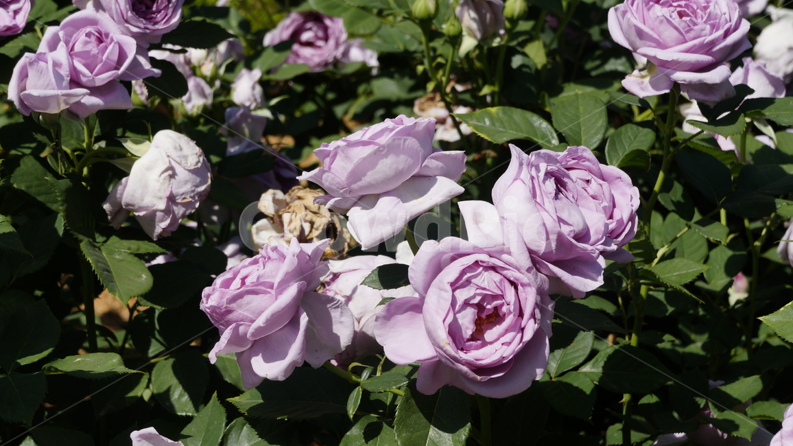 장미,장미정원,꽃,flower,flowers,rose