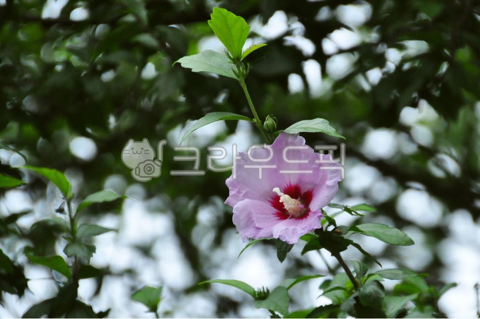 korea,petal,national flower,Chrysanthemum,nature,Rose of Sharon,autumn,love of country,flower
