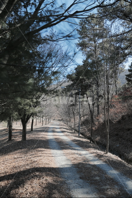 오솔길,산책길,산책,숲속,산길,여행,도보,숲길,자연,풍경,nature,landscape,tree,나무,plant,식물