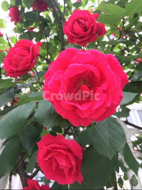 장미,빨간색장미,여름장미,rose,활짝핀꽃,식물,자연,plants,nature,꽃,flower