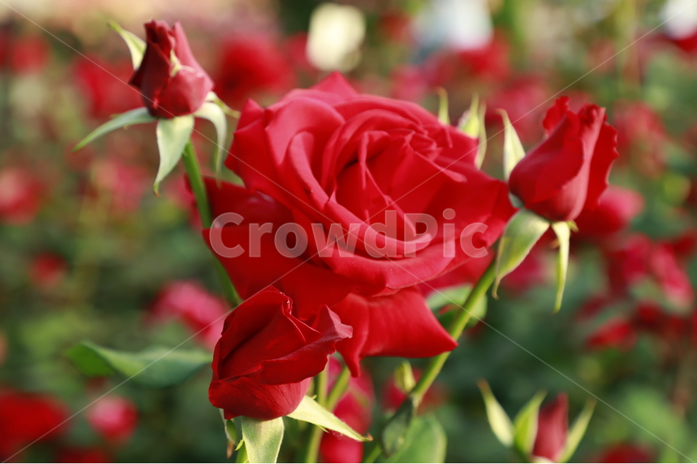 plant,꽃,햇빛,빛,light,flower,오후,햇살이비치는,자연,야외,풀밭,rose,장미,식물,blossom,정원,식물,자연,plants,nature,꽃,flower