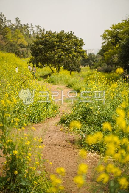 봄,봄꽃,유채꽃,노란꽃,flower,spring,꽃밭,자연,nature,outdoors