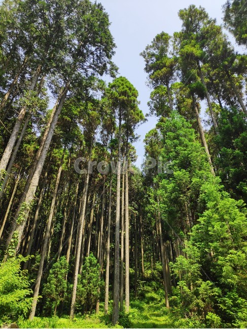 tree,forest,나무,숲,울창한숲,plant,초목,자연,풍경,nature,landscape