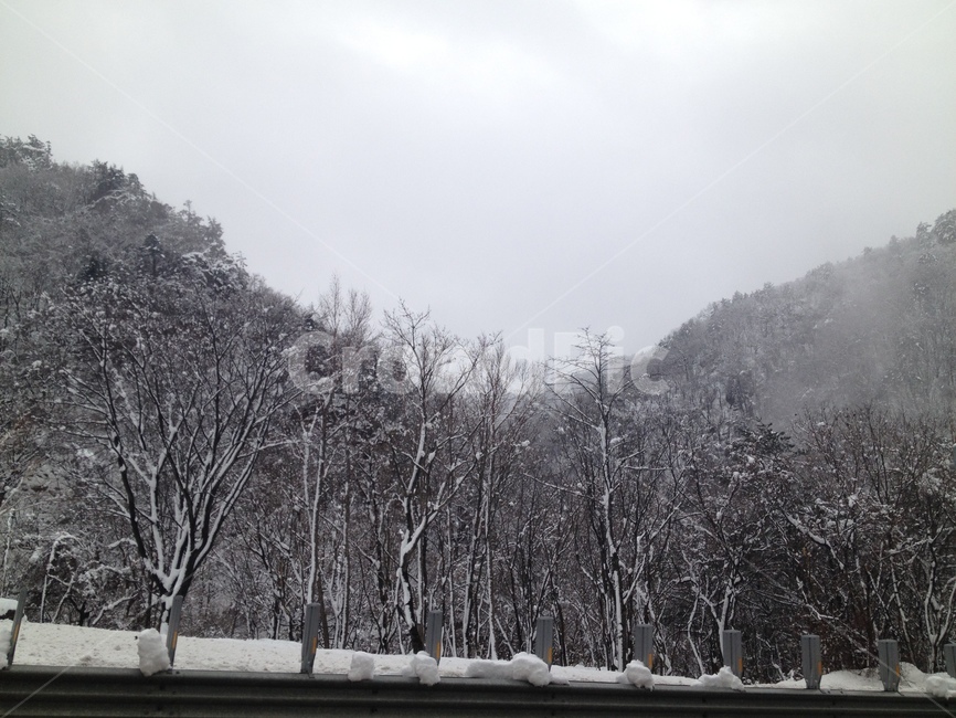 겨울,눈,앙상한나무,눈내린나무,눈내린나뭇가지
