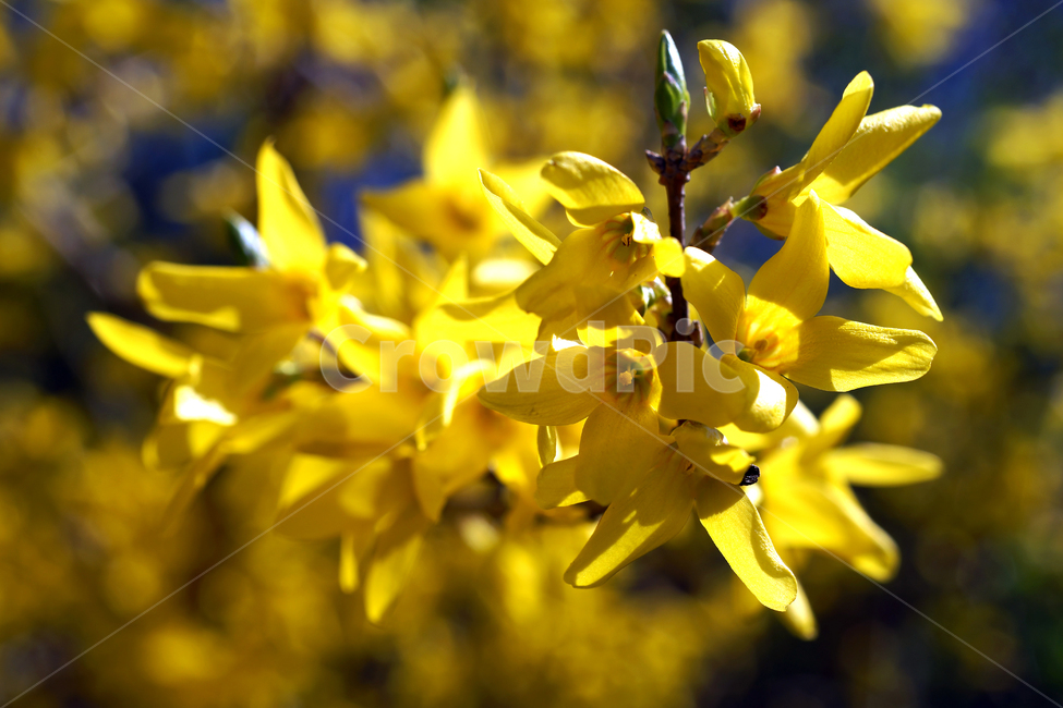 개나리,봄,노란색,식물,영춘화,꽃,봄,계절,spring,season