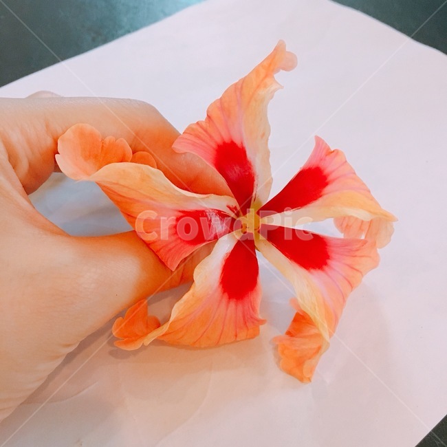 사이판,꽃,flower,꽃잎,식물,손,신체일부,감상,휴양,자연,nature,꽃,flower
