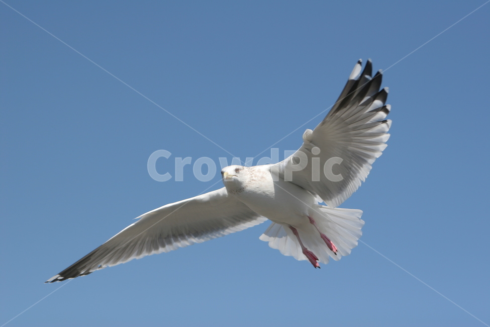 갈매기,바다,새우깡,독수리,조류,동물,animal,조류,새,birds