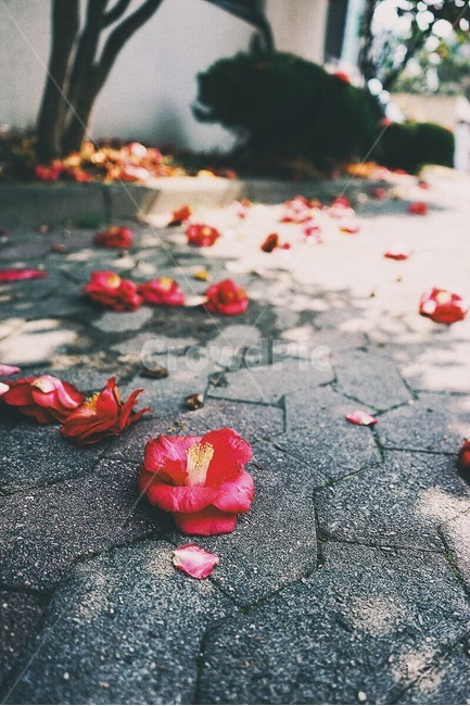 겨울,봄,계절,꽃,동백꽃,색감,필름,winter,spring,season,emotion,감성사진,flower,film,color,식물,자연,plants,nature,꽃,flower,감성,sensible,feeling