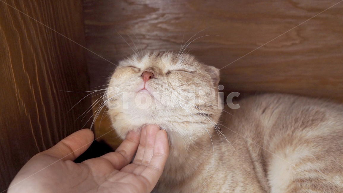 고양이,cat,동물,포유류,감성,코리안숏헤어,아련,귀여움,animal,스코티쉬폴드,스코티시폴드,동물,animal,포유류,mammal,고양이,cat,kitten,kitty