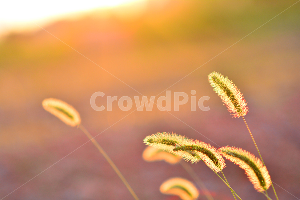 강아지풀,감성,들꽃,노을,석양,풀,여름꽃,초본,식물,해질무렵,역광,sunset,flowers,솜털,야외,들판,서정,느낌,분위기,배경,들풀,식물,자연,plants,nature,감성,sensible,feeling,휴식,힐링,rest,relaxation,healing
