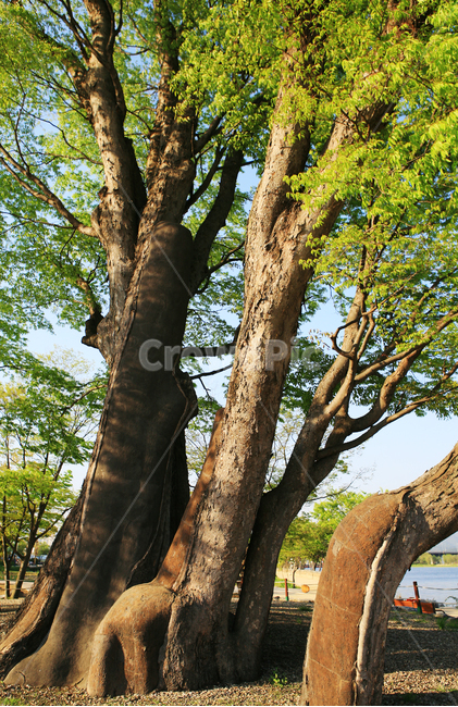 나무,초록잎,tree,plant,식물,나무줄기,기린,giraffe,nature,야외,공원,outdoor