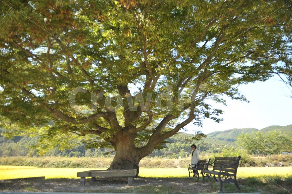 힐링,가을,여인,원정리,여행,식물,자연,plants,nature,나무,trees,wood,사람,인물,인간,human,person,여성,여자,woman,female,lady